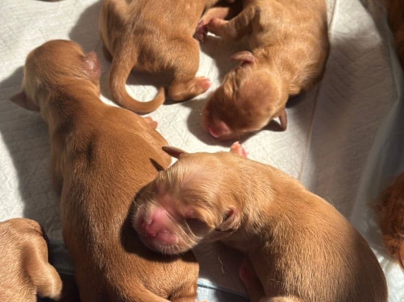 Golden Retriever 4 months old male small named We Got Puppies for sale in Winnipeg, Manitoba | Petmeetly