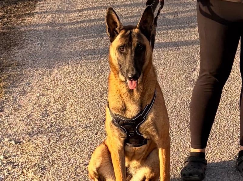 Belgian Malinois 1 year old female large named Zara for breeding in Lockhart, Texas | Petmeetly