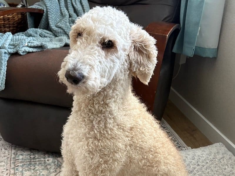 Standard Poodle 1 year 8 months old female medium named Lily for breeding in Weld County, Colorado | Petmeetly