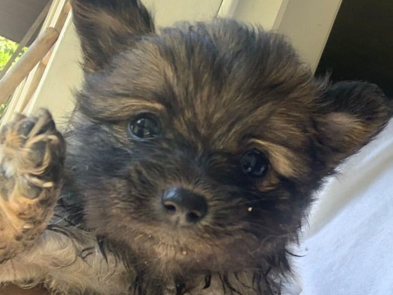 Pomeranian 3 months old male small named Donny for breeding in Marion County, Indiana | Petmeetly