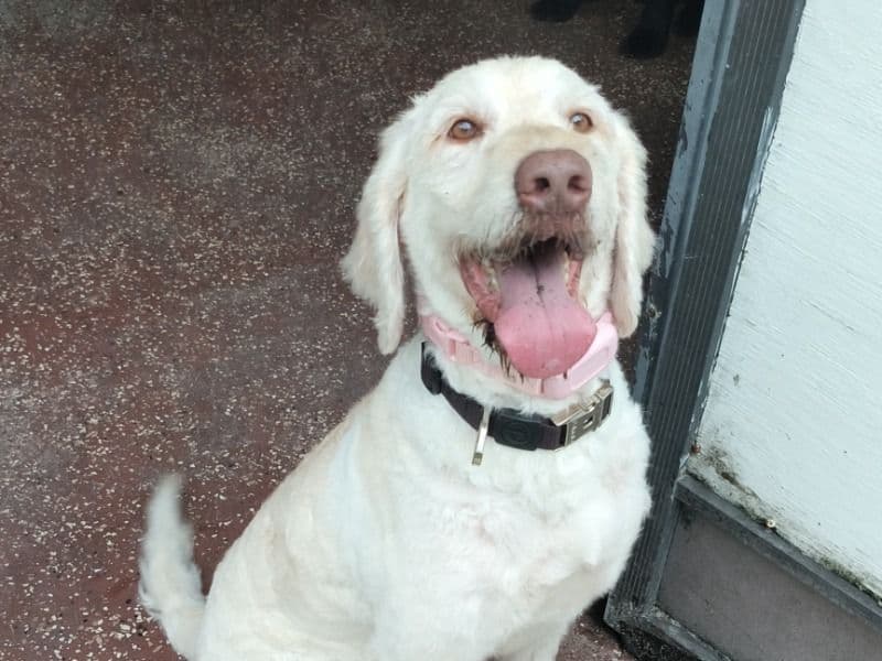 Labradoodle 4 years 11 months old female medium named Paris for breeding in Orange County, Florida | Petmeetly