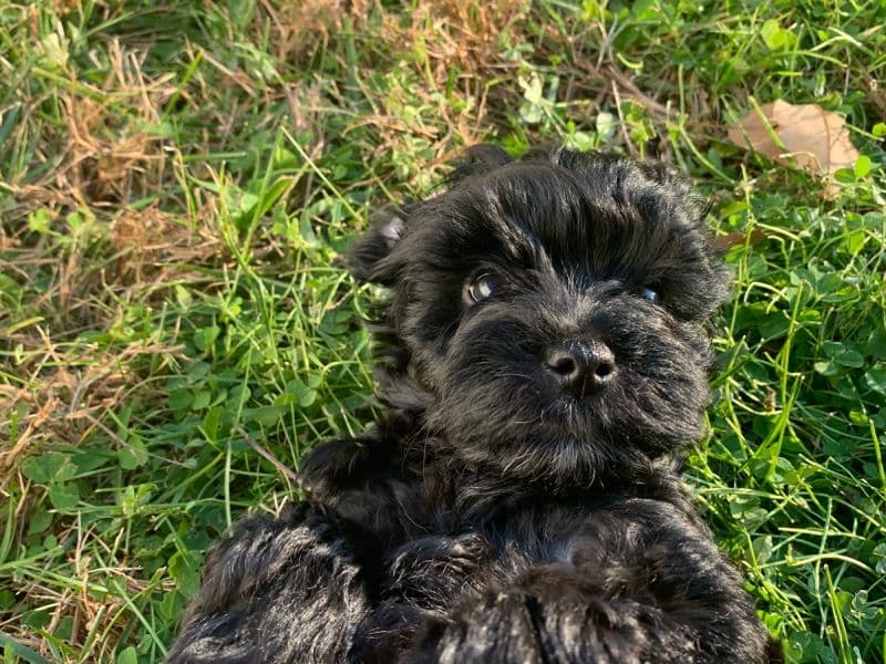 Yorkipoo 5 years 1 month old male medium named Hunter for breeding in Baltimore County, Maryland | Petmeetly