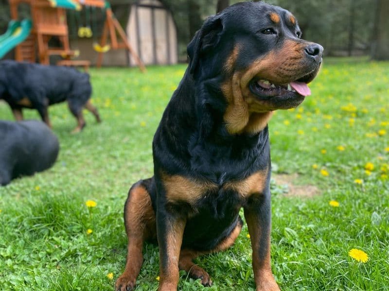 Rottweiler 2 years 7 months old female large named Luna Bear for breeding in Cherry Tree, Pennsylvania | Petmeetly