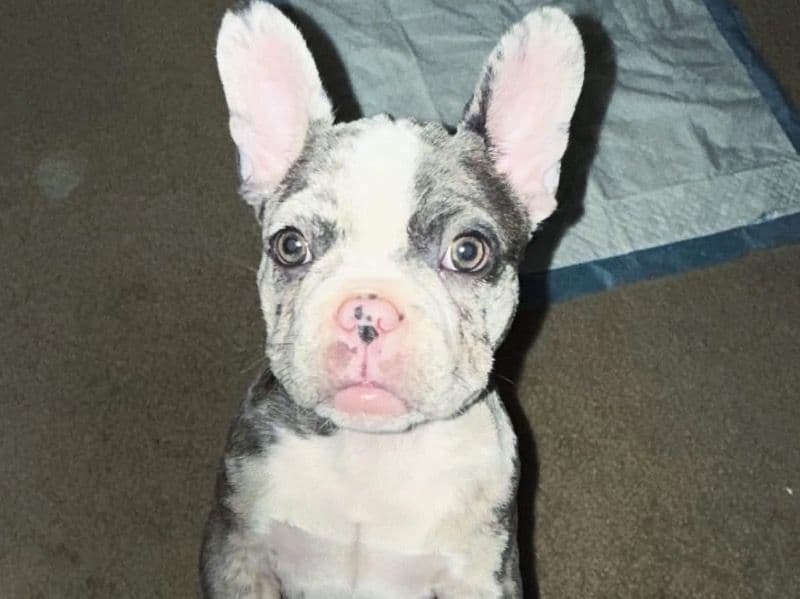 French Bulldog 5 months old male small named Bugz Bunny for sale in Arapahoe County, Colorado | Petmeetly