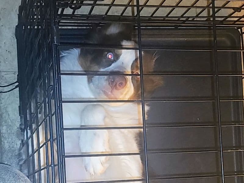 Australian Shepherd 8 months old male medium named Miko for sale in Rowan County, Kentucky | Petmeetly