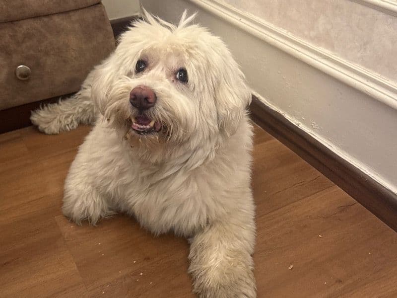 Lhasa Apso 7 years 11 months old male medium named Momo for breeding in Meerut Division, Uttar Pradesh | Petmeetly