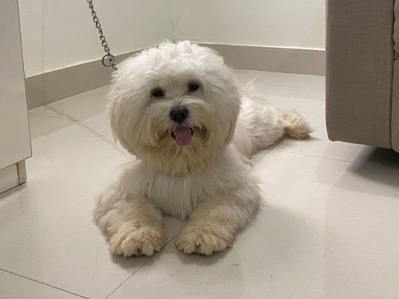 Lhasa Apso 2 years 1 month old male small named Cuggie for breeding in Pune Division, Maharashtra | Petmeetly
