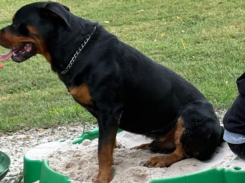 German Rottweiler 1 year 9 months old male large named Tank for breeding in Buncombe County, North Carolina | Petmeetly