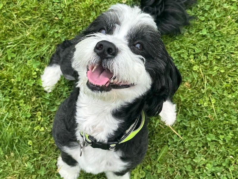 Mini Bernedoodle 4 years 8 months old male medium named Buddy for breeding in Summit County, Ohio | Petmeetly
