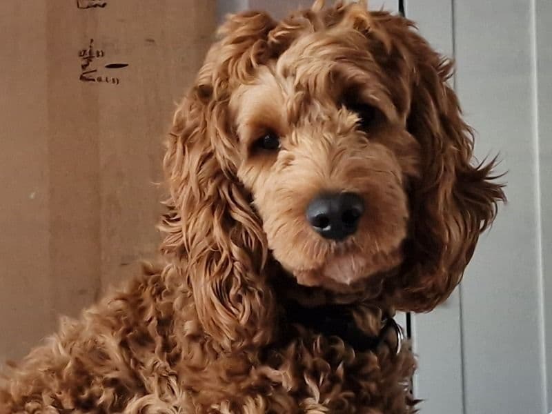 Archie primary photo