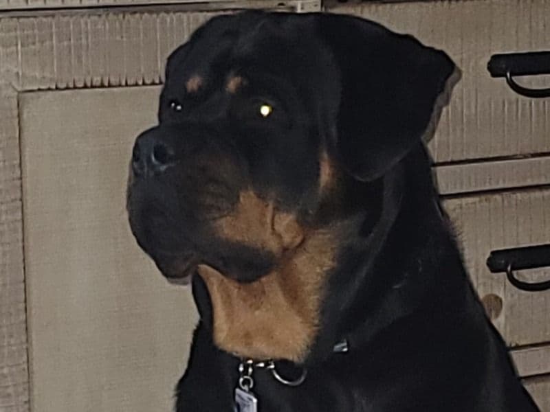 Rottweiler 2 years 11 months old female large named Freya for breeding in Lampasas County, Texas | Petmeetly