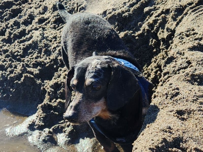 Miniature Dachshund 15 years 4 months old male medium named Raven for breeding in Yuba County, California | Petmeetly