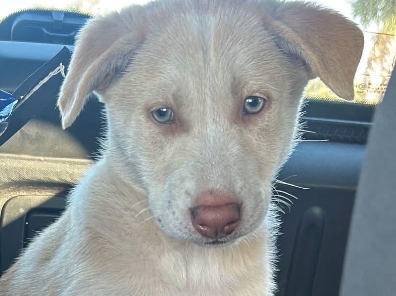 American PitBull Terrier 2 months old female large named Mira for sale in Pasco County, Florida | Petmeetly