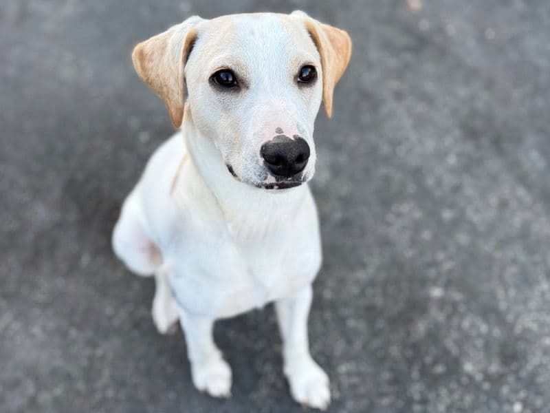 Jack Russell Terrier 8 months old male small named Logan for breeding in San Diego County, California | Petmeetly