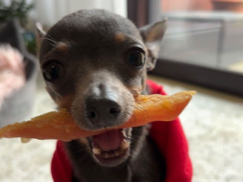 Russkiy Toy 5 years 1 month old female small named Alexa for breeding in Greater London, England | Petmeetly