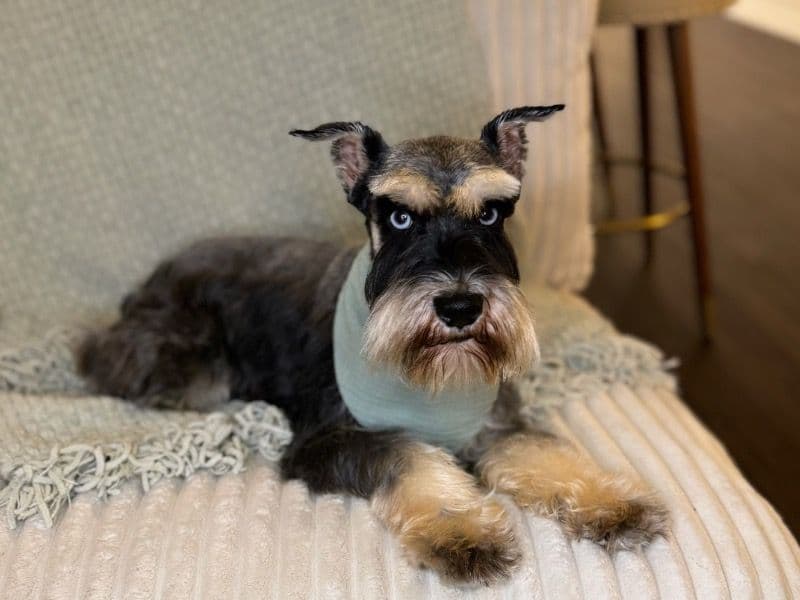 Miniature Schnauzer 2 years 4 months old male small named Luther for breeding | Petmeetly