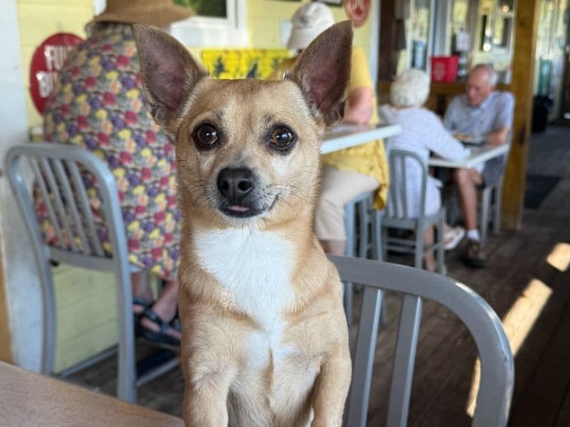 Chiweenie 6 years 4 months old male small named Raul for breeding in Volusia County, Florida | Petmeetly
