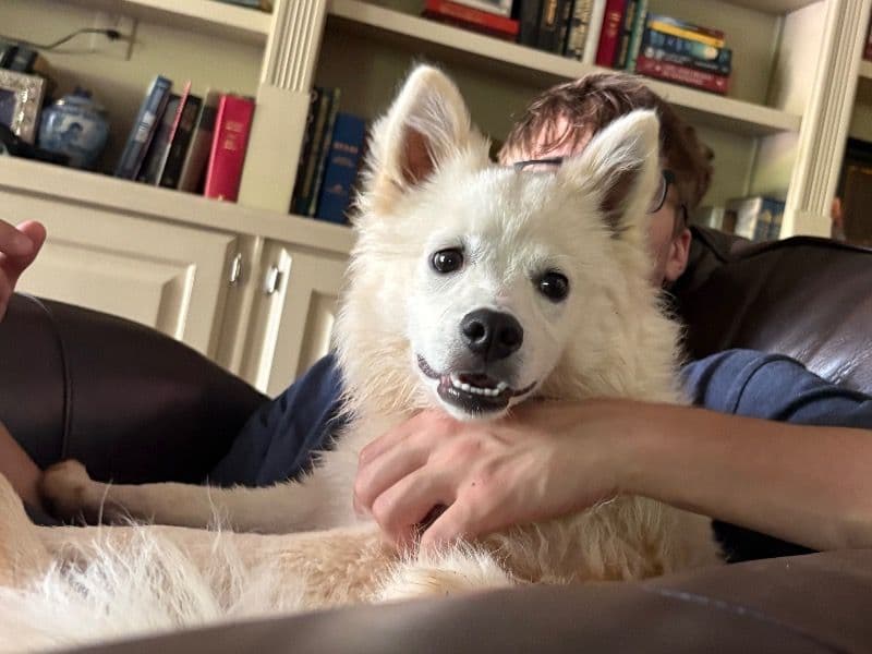 American Eskimo 10 months old male medium named Luke for breeding in Oconee County, Georgia | Petmeetly
