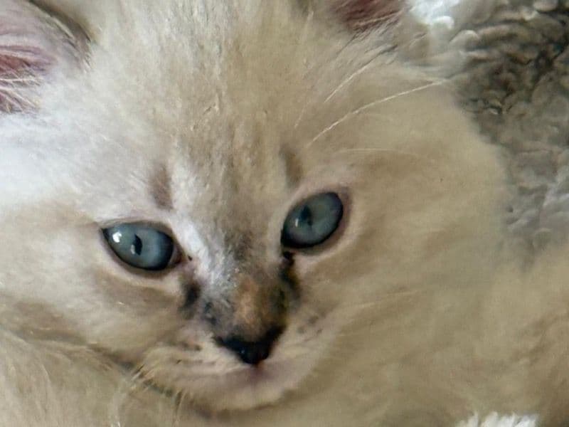 Marshmallow primary photo