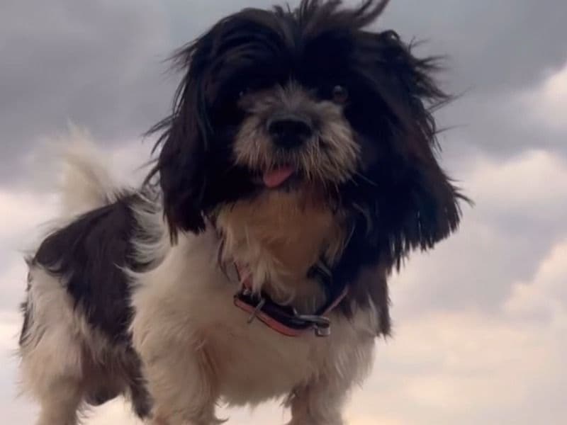 Lhasa Apso 4 years 3 months old male small named Lucy for breeding in Hyderabad, Telangana | Petmeetly