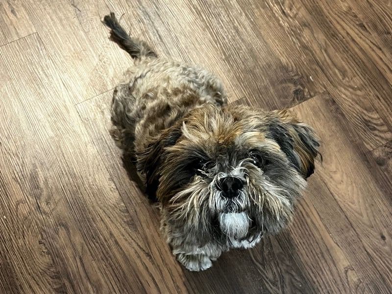 Shih Tzu 2 years old male medium named Leo for breeding in Tarrant County, Texas | Petmeetly