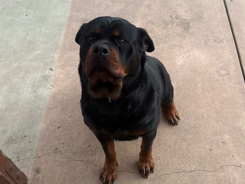 Rottweiler 3 years 1 month old female large named Genesis for breeding in Monterey County, California | Petmeetly