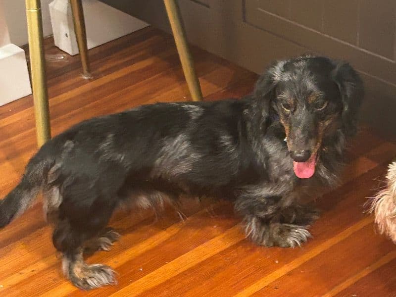 Dachshund 2 years 1 month old male small named Zeus for breeding in Suffolk County, Massachusetts | Petmeetly
