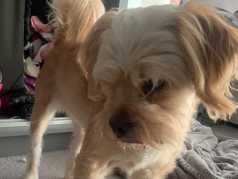 Cavapoo (Cavadoodle) 3 years 2 months old female medium named Piglet for breeding in West Sussex, England | Petmeetly