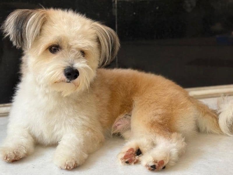 Lhasa Apso 2 years 5 months old male medium named Lee for breeding in Chennai, Tamil Nadu | Petmeetly