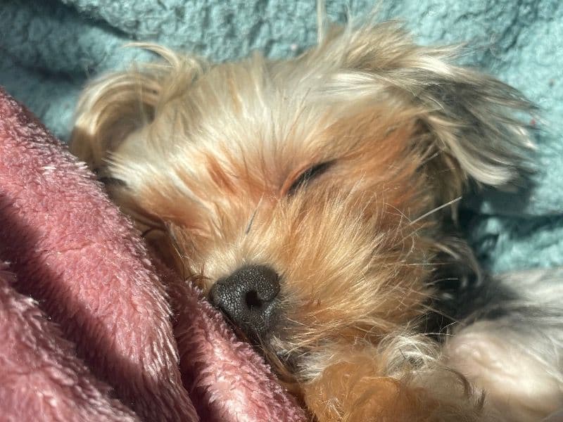 Yorkie Russell 2 years 1 month old female small named Heaven for breeding in Kings County, New York | Petmeetly