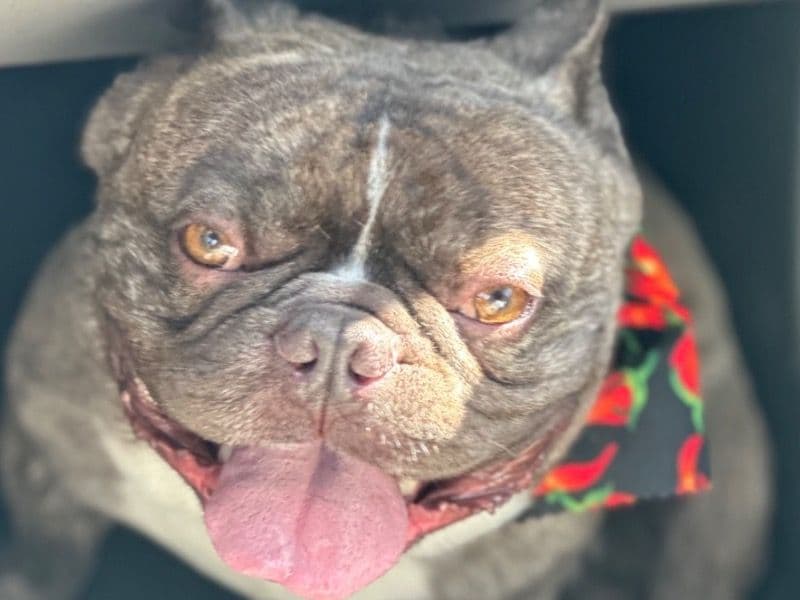 French Bulldog 4 years 5 months old male large named Alfred for sale in Placer County, California | Petmeetly