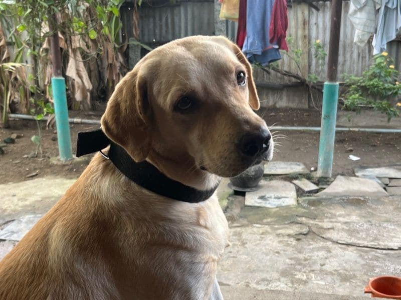 Silver Labrador 1 year 9 months old female medium named Teju for breeding in Chengalpattu, Tamil Nadu | Petmeetly