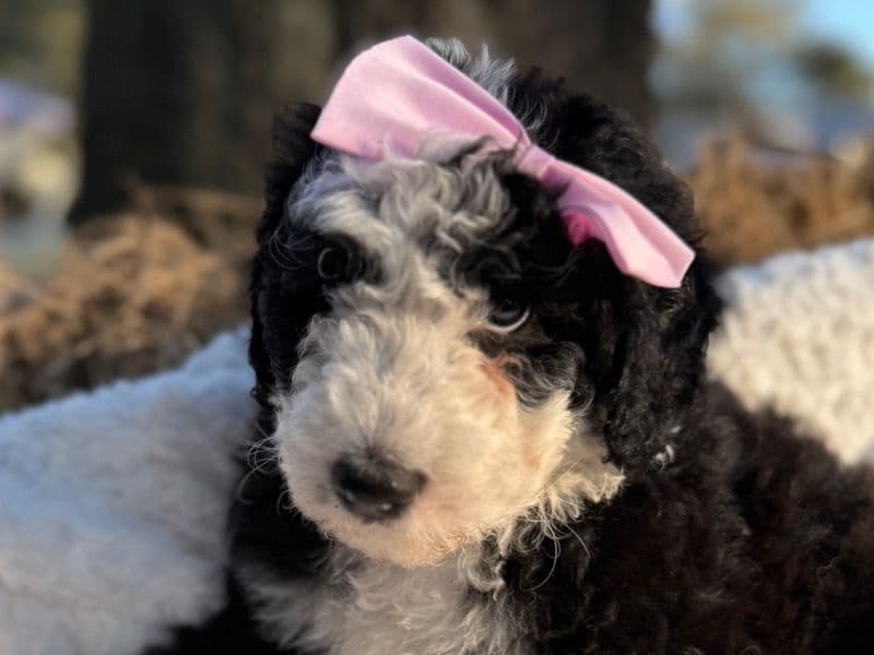 Standard Poodle 2 months old female medium named Dolly for sale in Orange County, Florida | Petmeetly