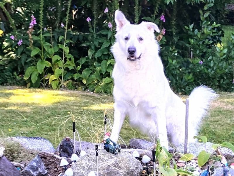 Great Pyrenees 3 years 3 months old male extra large named Gweilo for breeding in Metro Vancouver, British Columbia | Petmeetly