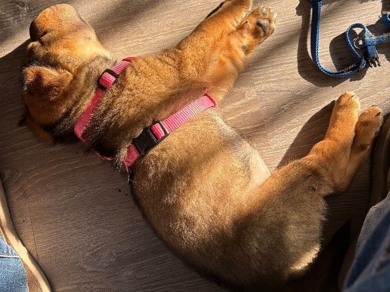 Chinese Shar-Pei 7 months old female small named Kiwi for breeding in El Paso County, Colorado | Petmeetly