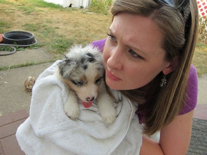 Sassy - Australian Shepherd | Petmeetly