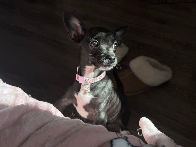 Chihuahua 1 year 5 months old female small named Lola for breeding in Dallas County, Texas | Petmeetly