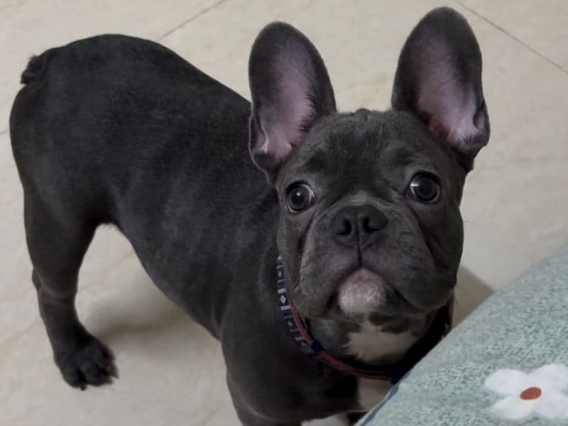 French Bulldog 1 year 1 month old male medium named Bluey for breeding in Konkan Division, Maharashtra | Petmeetly
