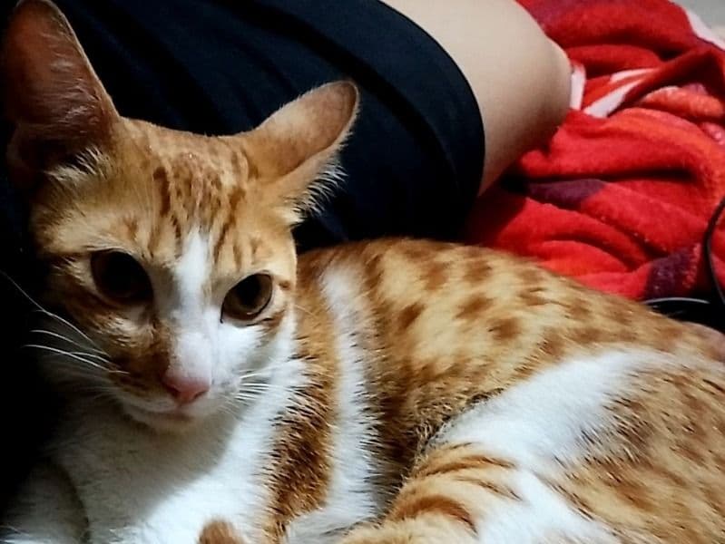 Tabby 9 months old male named Santra for breeding in Nagpur Division, Maharashtra | Petmeetly