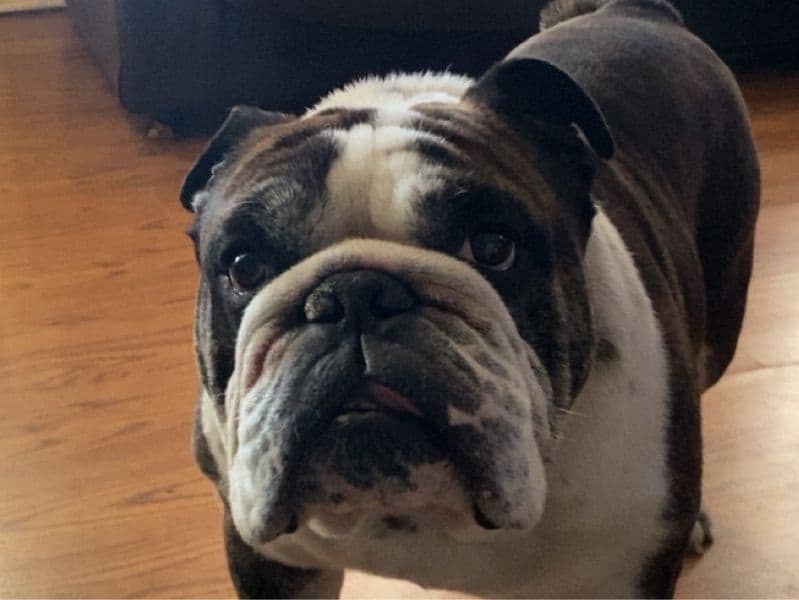 White English Bulldog 4 years 9 months old male medium named Cooper for breeding in Texas County, Missouri | Petmeetly