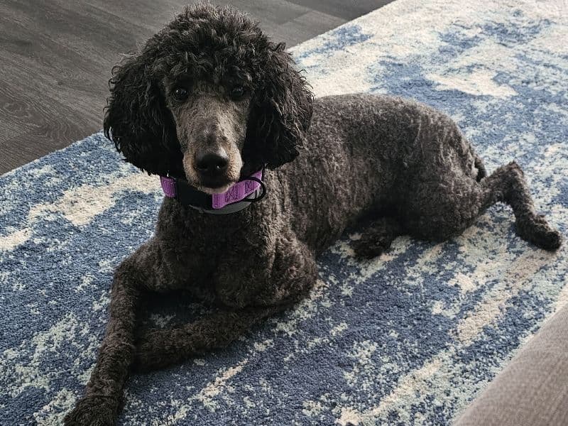 Standard Poodle 4 years 7 months old female medium named Ember for breeding in Essex County, New Jersey | Petmeetly