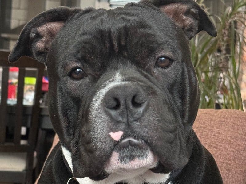 American Bulldog 2 years 4 months old male medium named Zumo for breeding in Cook County, Illinois | Petmeetly