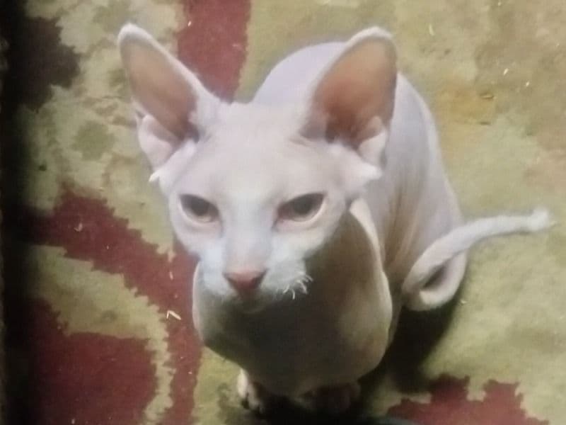 Sphynx 11 months old female named Meow Meow for breeding in Los Angeles County, California | Petmeetly