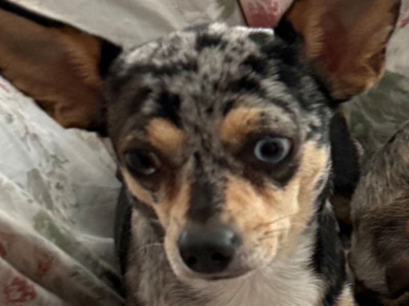 Deerhead chihuahua 2 years old female small named Rhapsody for breeding in Miami-Dade County, Florida | Petmeetly