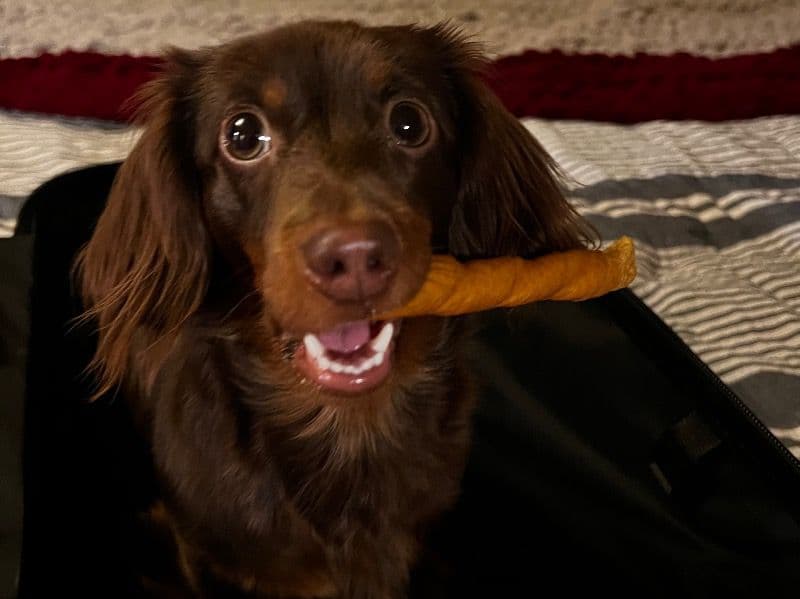 Miniature Dachshund 3 years 11 months old female small named Riley for breeding in Pierce County, Washington | Petmeetly