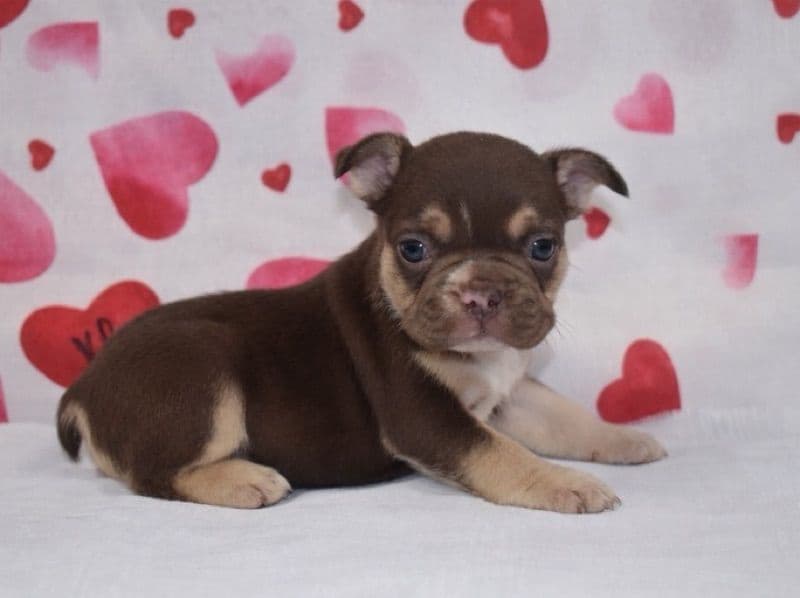 French Bulldog 1 month old female small named Toffee for sale in Rockingham County, North Carolina | Petmeetly