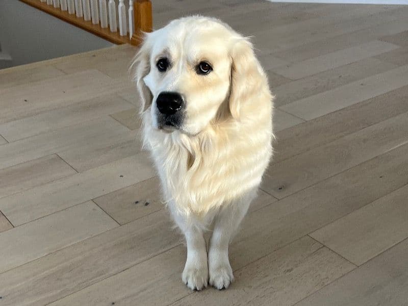 English Cream Retriever 4 years 1 month old male large named Pilgrim Jr. for breeding in Larimer County, Colorado | Petmeetly