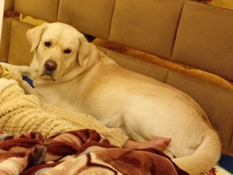 Silver Labrador 3 years 10 months old male large named Zampa for breeding in Meerut Division, Uttar Pradesh | Petmeetly