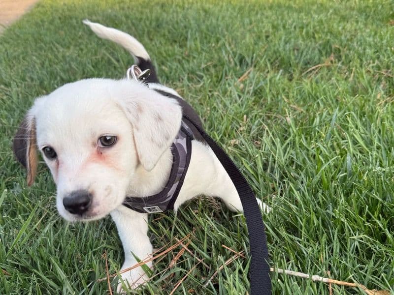 Airedale Terrier 10 months old male medium named Max for sale in Virginia Beach, Virginia | Petmeetly