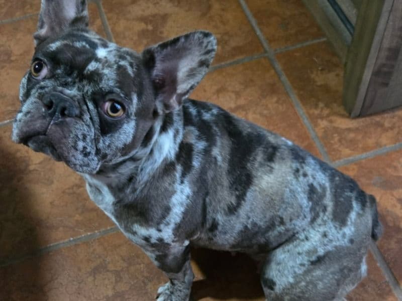 French Bulldog 4 years old female small named Picasa for sale in Palm Beach County, Florida | Petmeetly